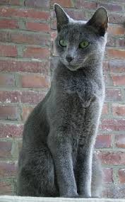 catbreedpicturesg.blogspot.com