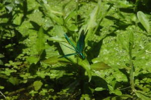 Male demoiselle Crean