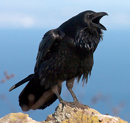 Raven www.allaboutbirds.org