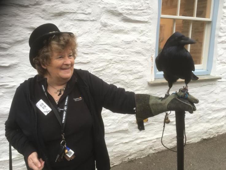 Branwen the Raven - Photo credit: Chris Neno